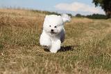 BICHON FRISE 059